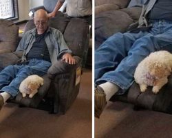 Grandpa Takes Dog To Furniture Store To Make Sure She Approves Of New Chair