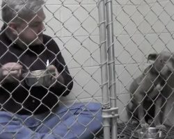 Vet Sits In Kennel And Eats Out Of Metal Dish To Comfort Scared Pit Bull