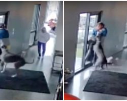 Great Dane Quickly Jumps Into Action To Protect His Human From Home Intruder