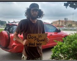 Homeless Man Stands Outside Walmart Pleading For Help For His Dog And Woman Came To His Rescue