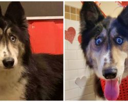 Breeder Dumps Husky At Shelter Because Of “Weird Eyes” & Can’t Sell Her