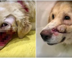 Despicable Man Shoots Dog In The Face For Being “Too Happy”