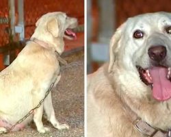 Owners Punish Dog For Getting Pregnant & Chain Her Outside Shelter In The Cold