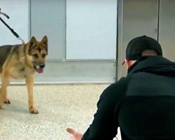 Military K-9 Steps Off Elevator & Sees His Handler For First Time In 3 Years