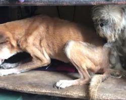 Two Dogs Found Living In Complete Filth And Neglect For The Past 5 Years