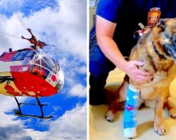 Cops Summon Medevac Helicopter To Save Gravely Injured K9 From Potential Death