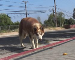 Stray Dog Living Outside Of A School Had Been Shot With A Pellet Gun