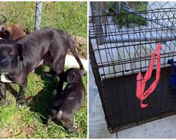 Mama Dog Seen On Side Of Road, Dragging Crate Filled With Her Sick Puppies