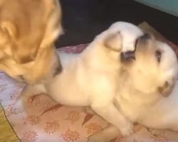 Mama Intervenes And Scolds Pups For Over-The-Top Roughhousing
