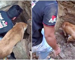 Mama Tries To Dig Out Her Babies After A House Collapsed On Top Of Them