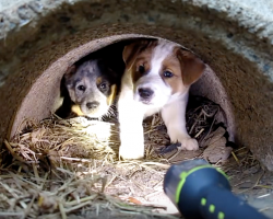 Man Made A “Heartfelt Promise” To Dying Dog Who Left Behind 3 Puppies