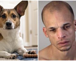 Man Pretends To Be A Cop, Breaks Into Home & Shoots Family’s Dog Twice