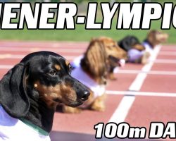 The 100m Dachshund Dash! – Wiener Dog Race!