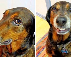 Cute Dog Shamelessly Tries To Smile His Way Out After He’s Caught Stealing Food