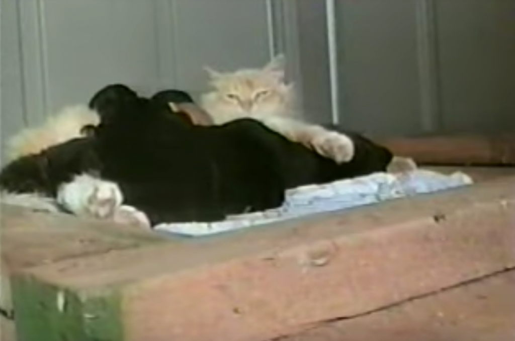 Family’s Dog Has A Litter Of Puppies, But Miss Kitty Goes And Steals