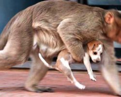 Monkey Scoops Up Puppy From The Street And Runs Away With Him