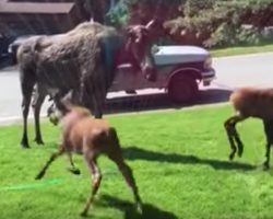 Woman Sees Moose And Babies In The Yard On A Hot Day, Turns On Sprinkler