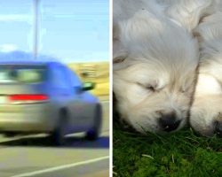 6 Puppies Thrown From Moving Car, 2 Of The Puppies Get Crushed Under Traffic