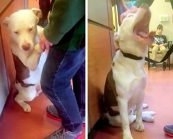 Heartbroken Dog Doesn’t Understand Why His Family Is Leaving Him At The Shelter