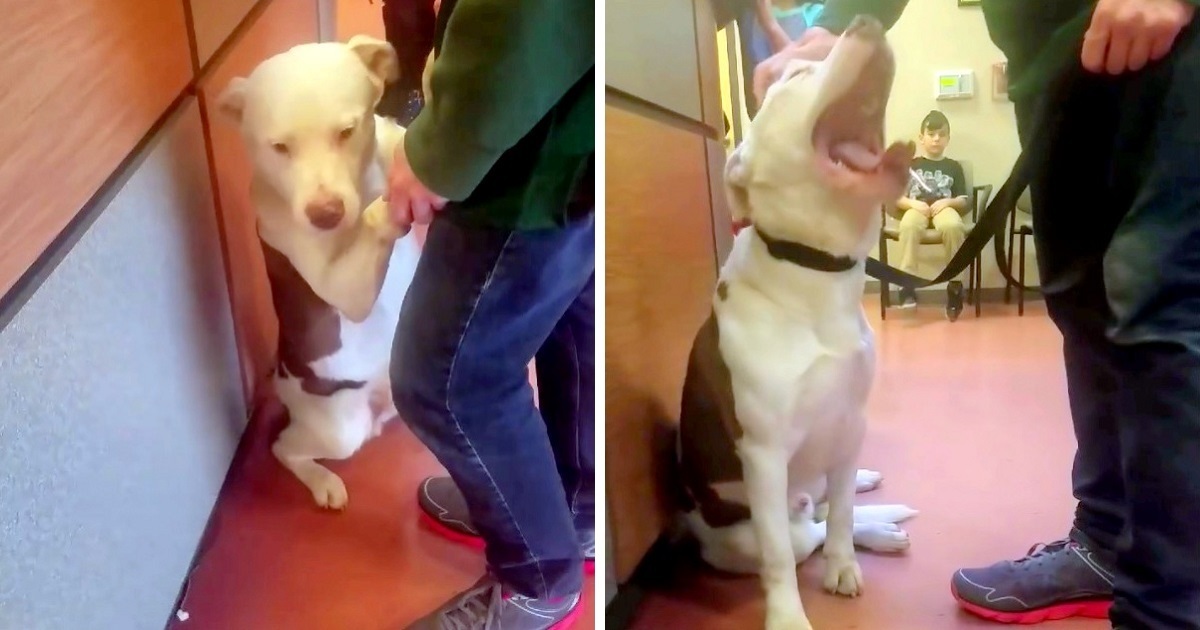Heartbroken Dog Doesn’t Understand Why His Family Is Leaving Him At The ...