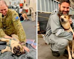 135 Dogs Who Escaped Australian Fires Find Refuge With Kind Soldiers On Navy Ship