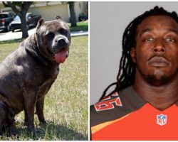 NFL Player Abandons His Dog On Side Of Road ‘Because They’re Expecting A Baby’