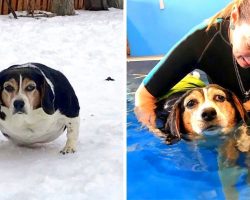 Sick Dog With Morbid Obesity Made New Year’s Resolution To Lose Weight In 2019