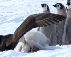 Penguin Chicks Scream In Terror As Giant Bird Attacks And A Hero Saved The Day