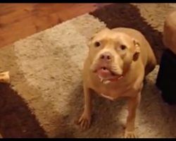 Pit Bull Doesn’t Like Her Dad Coming Home Late And Gives Him An “Earful”