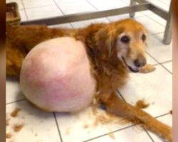 Police Find Sad Golden Lost On The Beach, With His Massive Lump