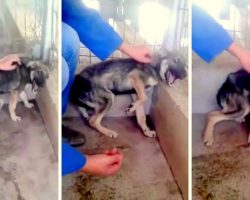 Dog Was So Abused That She Loudly Shrieks In Fear When Rescuer Tries To Touch Her
