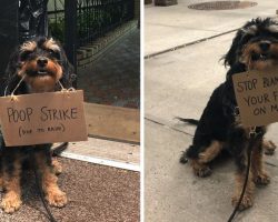 Dog Protests Everyday Annoyances By Holding Funny Signs In Her Mouth