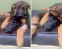 Puppy Hugs And Comforts His Dying Sister During Her Battle With Parvo