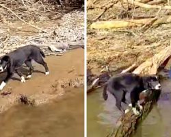 Owner Dumps Puppy On A Deserted River Bank, Puppy Sees Fishing Boat & Cries Out