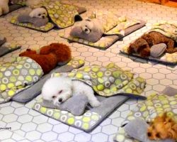 Doggie Daycare Posts Heart-Melting Pictures Of Their Puppies During Naptime