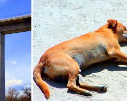 Sick Owner Curses & Throws Puppy 29ft Off An Overpass, Puppy Fighting For Life