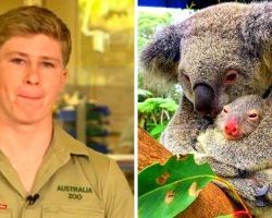 Robert Irwin Breaks Down Explaining How Australian Fires Have Annihilated Koalas