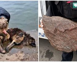 Cruel Humans Tied Heavy Rock To Senior Dog & Dumped Her In River To Drown