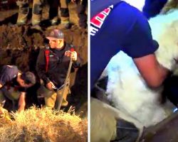 Firefighters Dig 50Ft Underground To Rescue 90-Pound Dog Stuck In A Storm Drain