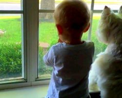 Baby & Dog Push Each Other In An Attempt To Get The Best View Of A Passing Duck
