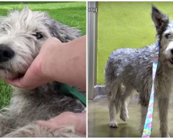 Stray With Broken Paw Shaken With Fear, Beams Brightly As Vet Staff Greets Her