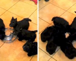Excited Puppies Are So Happy To Get Milk That They End Up In A Puppy-Pinwheel