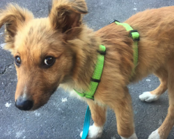 Lonely Street Dog Tried Following People Home, But They’d Kick Him