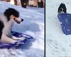 Talented Australian Shepherd Grabs Her Board When It Snows & Sleds Without Help