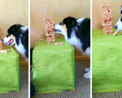Brilliant Dog Has Become So Skilled At Playing Jenga That She Never Loses A Game