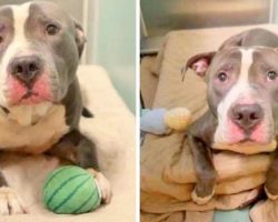 Family Abandons Pit Bull At Shelter Because He’s No Longer Worthy Of Their Love
