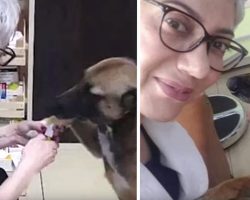 Street Dog Makes Her Way To The Pharmacy To Ask For Help For Her Injured Paw