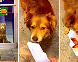 Lonely Dog Stuck In The Middle Of Nowhere Visits Local Subway Everyday For Food