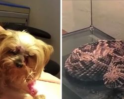 Yorkie Bitten In The Face By A Rattlesnake Who Was Coming For The Bird Feeder