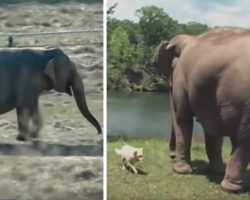 Elephant Makes The Trek Every Day To See Injured Dog Friend